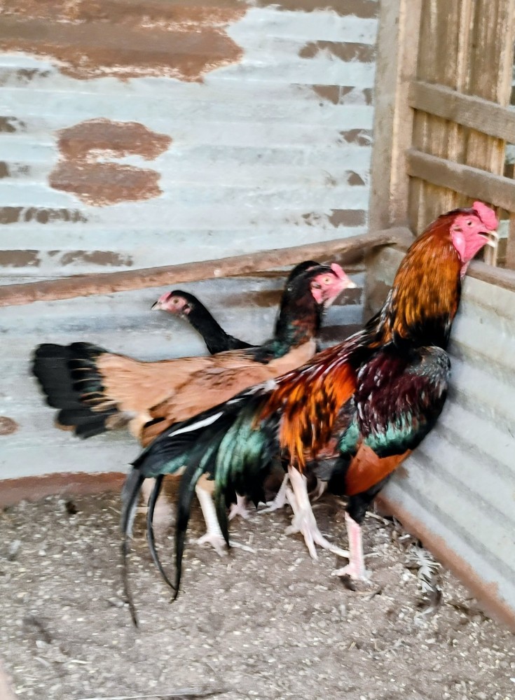 6 Black and Red longtail Chicken hatching eggs L@@K!