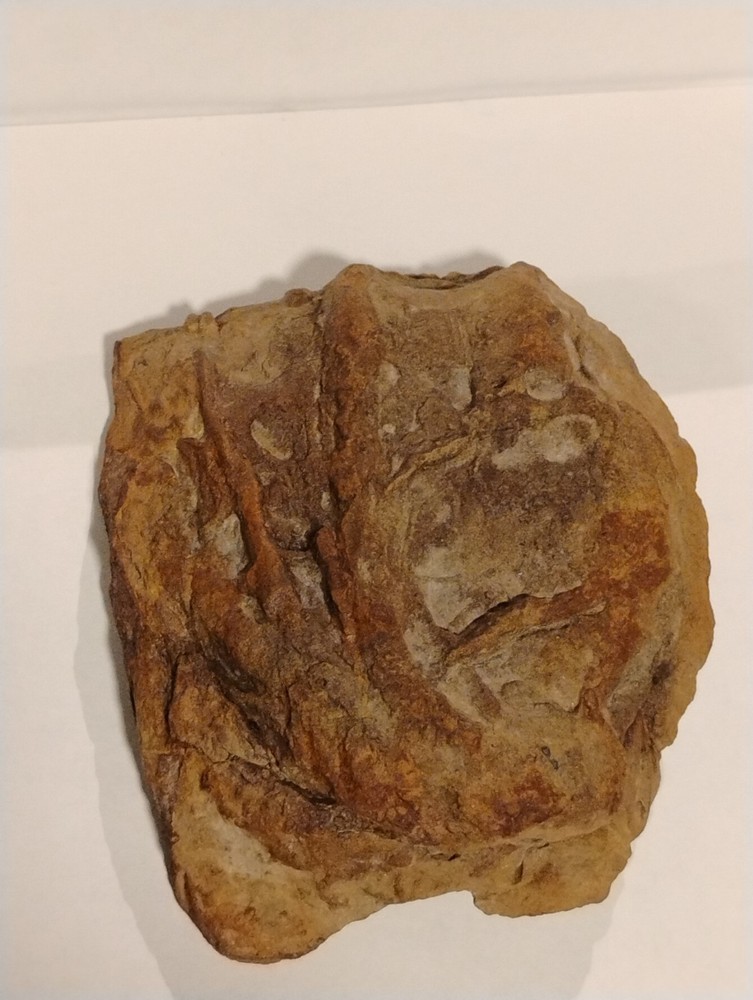 Prehistoric Fossil Specimen 100% Authentic