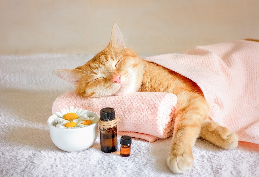 Feline Kidney Cleanse/Builder. Oral homeopathic Drops.