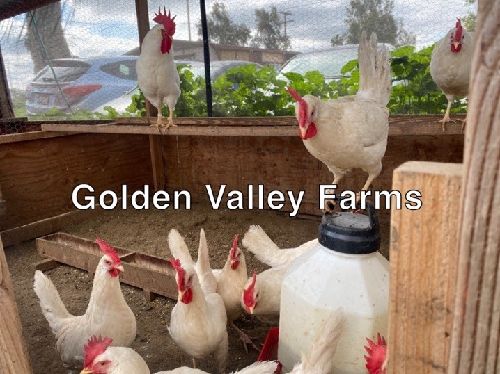 White Leghorn 24+ hatching eggs(Read Description)