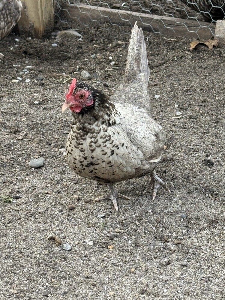 Kikiriki Bantam Hatching Eggs 8++