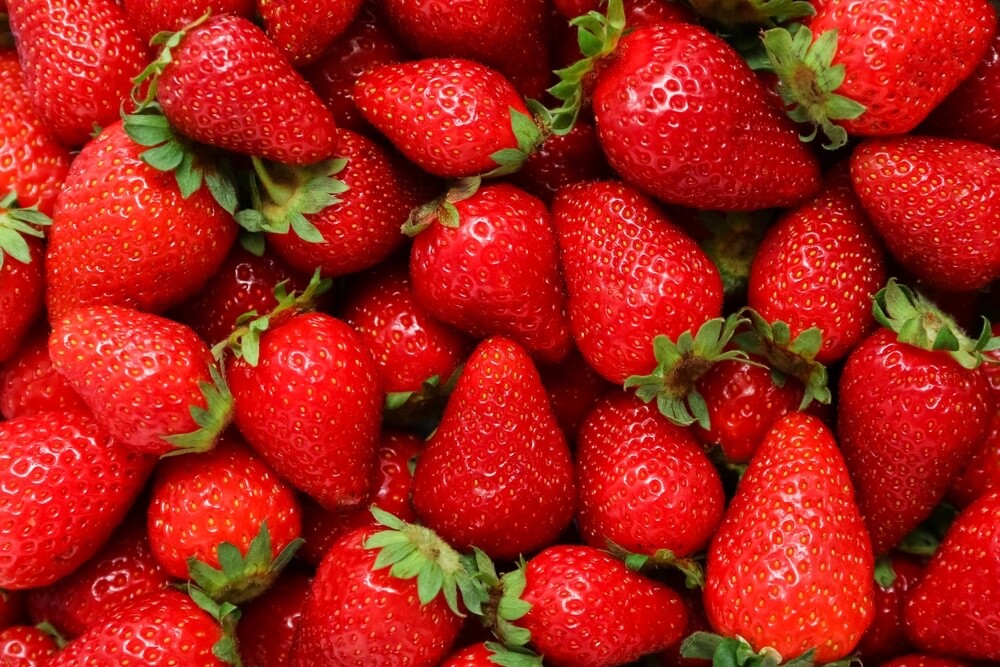 Yambu Strawberry Roots to Grow