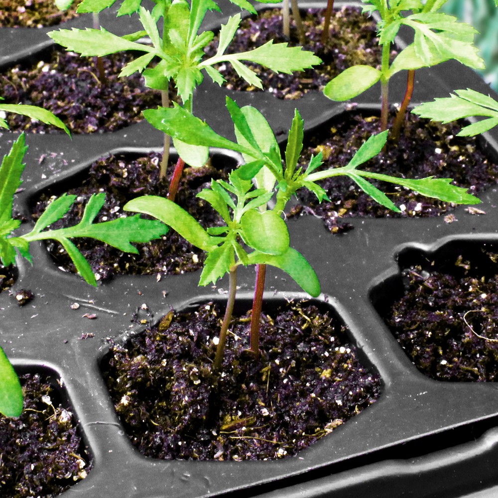 Seed Starting Tray 72 Cell Reusable Plastic