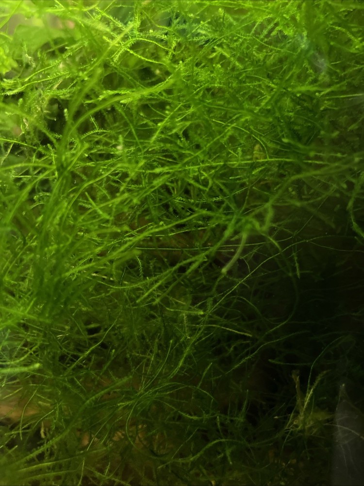 Java moss live aquarium Plant , 4*3 in ,