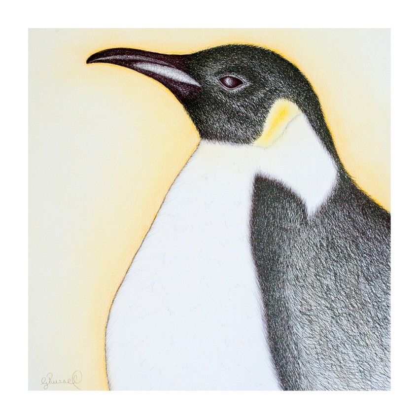 Coaster, Animals, Emperor Penguin