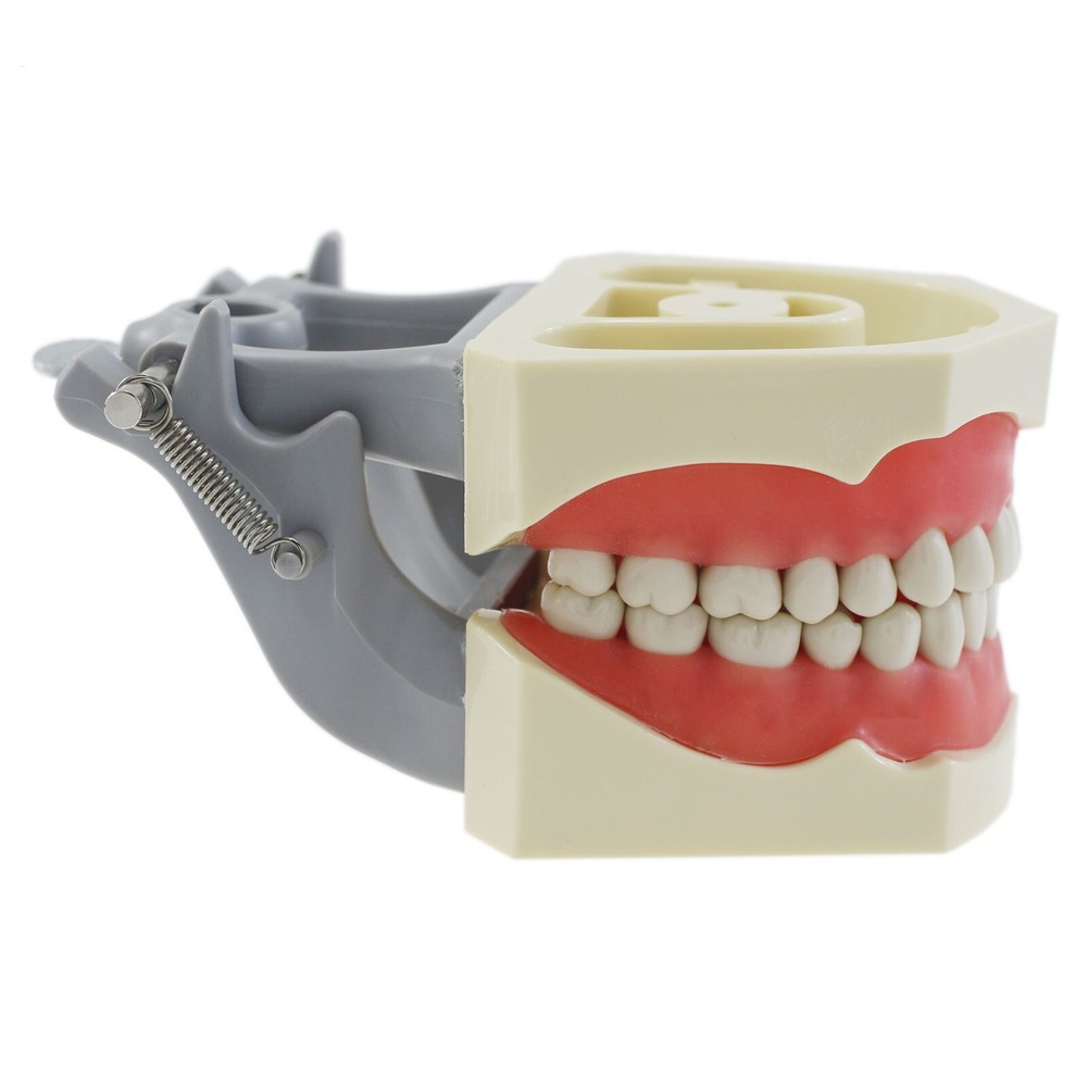 Columbia Dentoform 860 Type Dental Typodont Mounting Pole 32PCS Teeth Removable