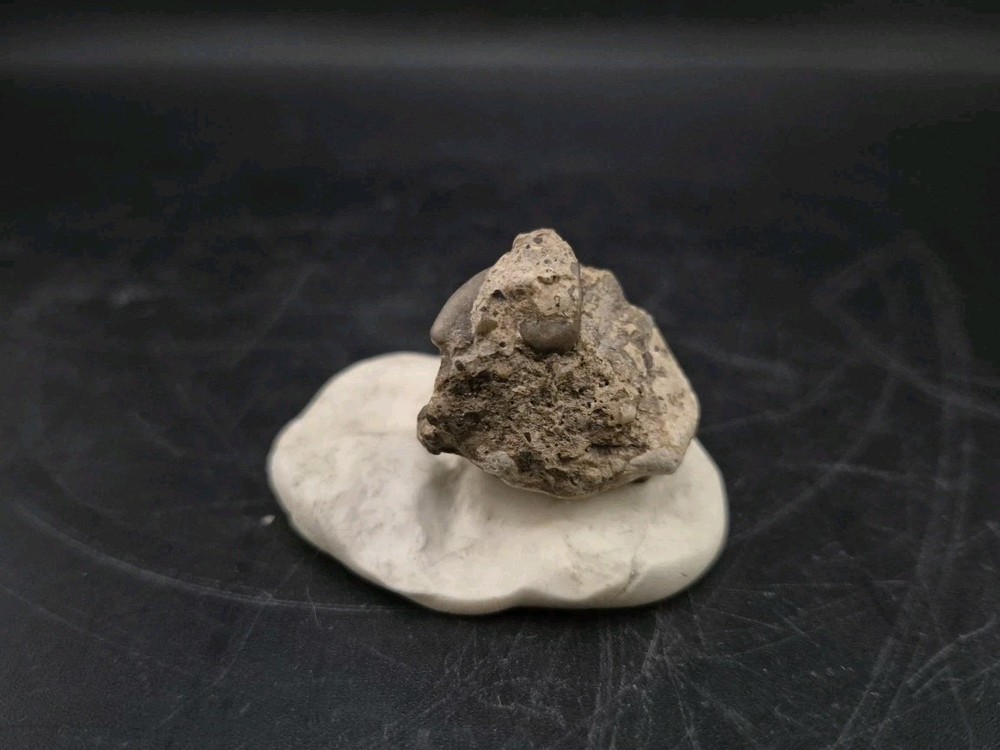Real Fossil Dinosaur Egg Embro Permineralized Uv Reactive