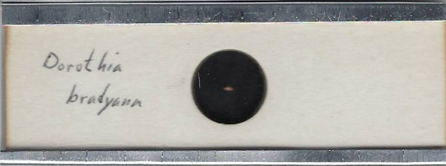 Foraminifera Dorothia bradyana Microfossil Microscope Slide