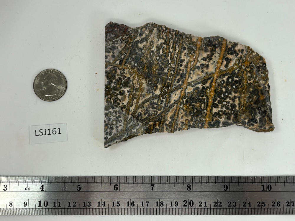 Orbicular Leopard Skin Jasper Slab Lapidary Cabbing Combo Ship Avail