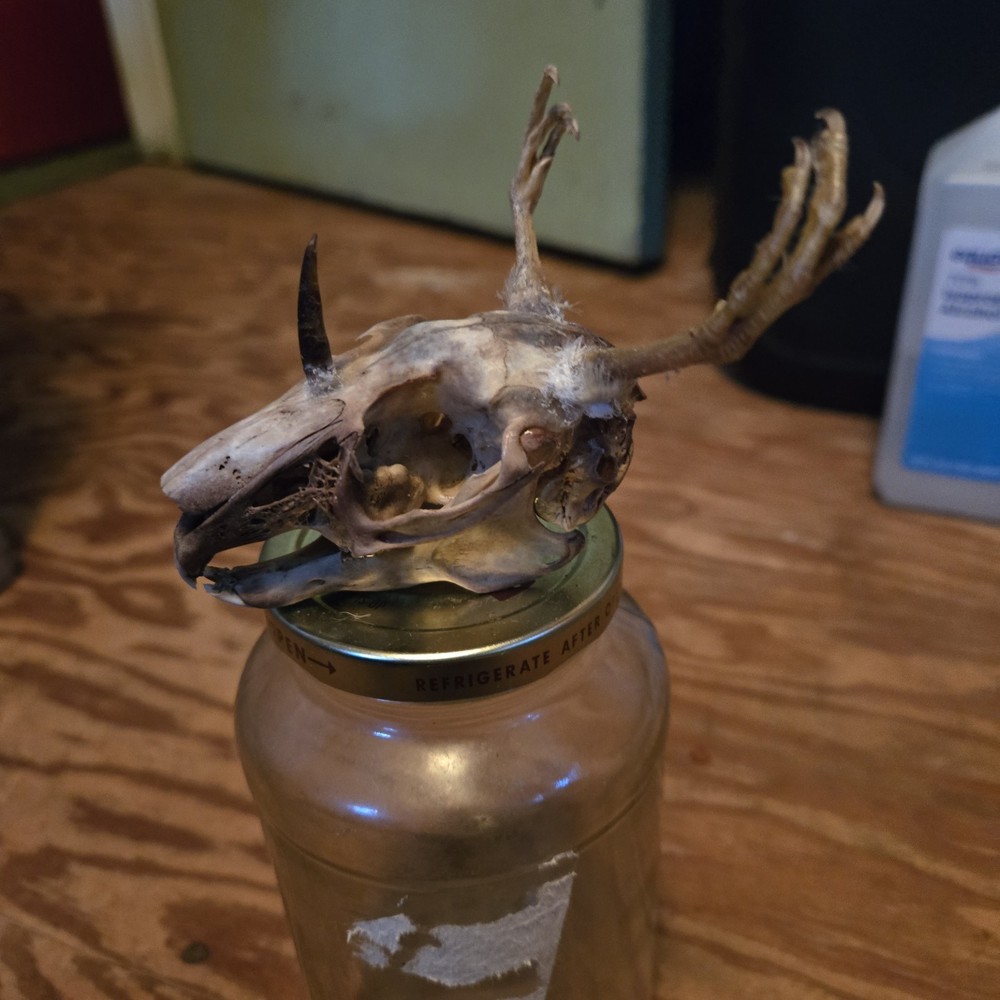 Wendigo Skull A