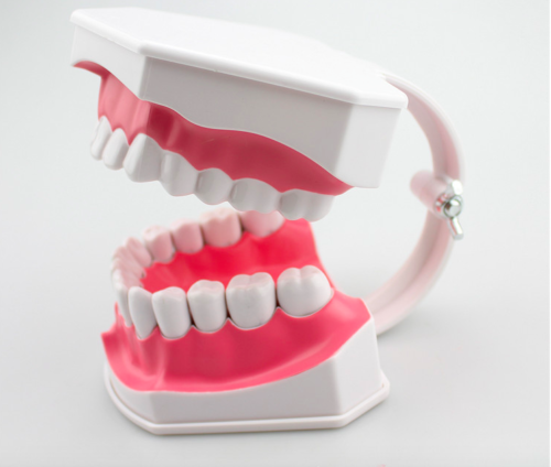 Dental 28 Teeth Teaching Study Typodont Demonstration Model Toothbrush Removable