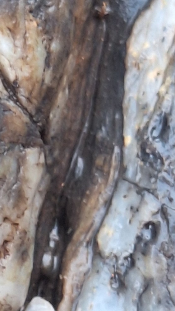 petrified wood log