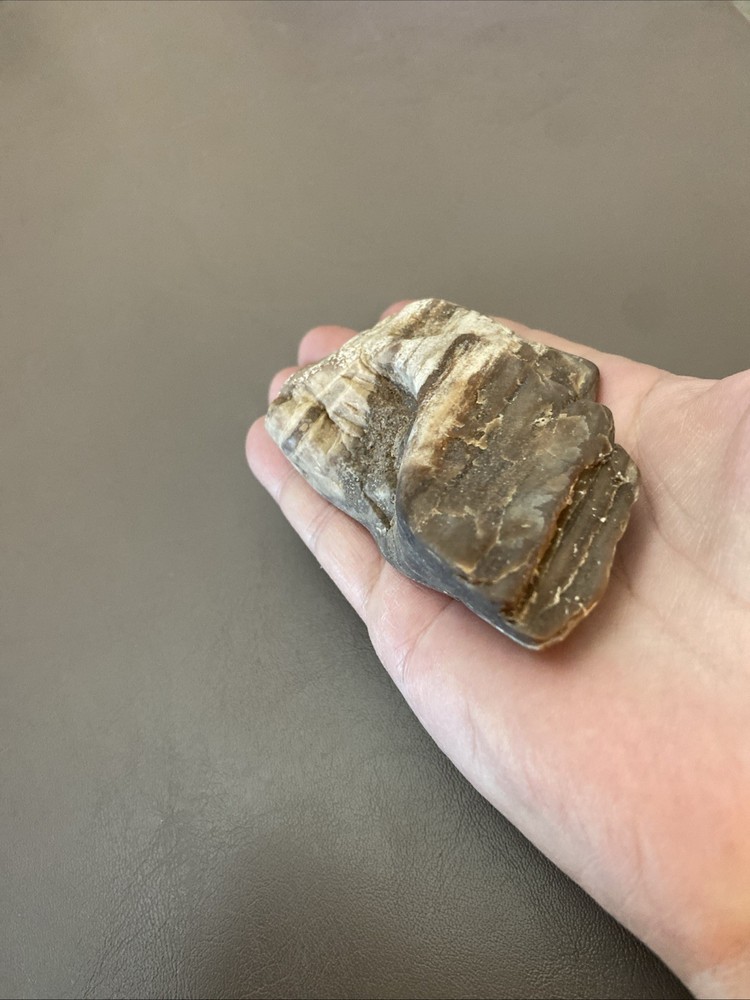 Petrified Wood