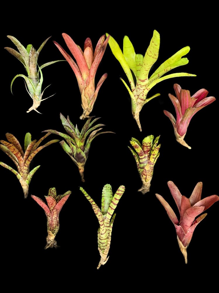 Bromeliad Offset Package - *Grower's Choice*