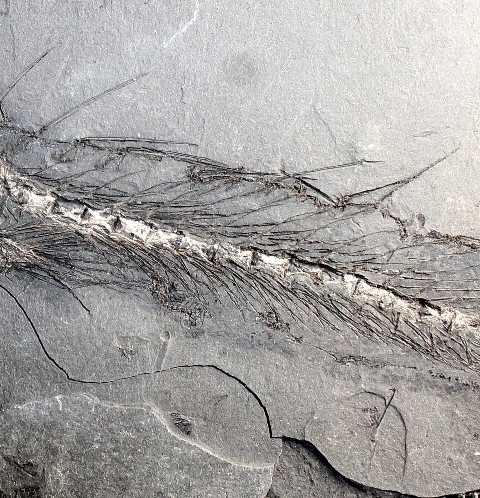 Lepidopus glarisianus - Big fossil fish