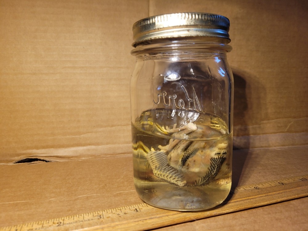 Preserved American Robin Chick
