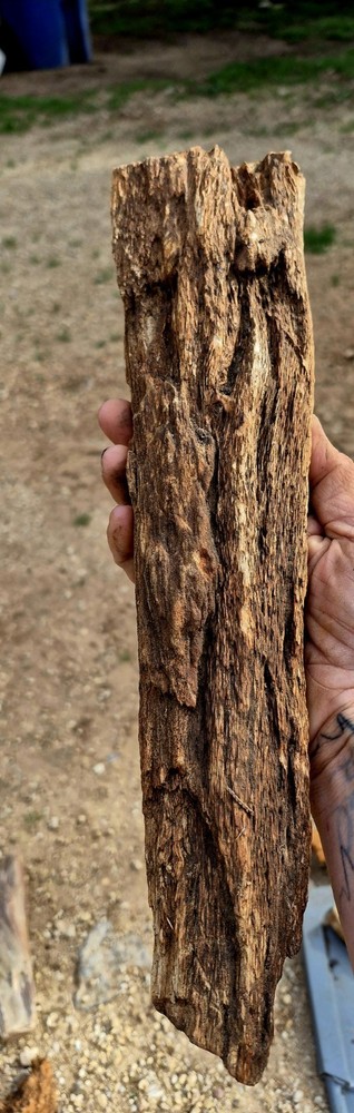 Large Petrified Limb 12 Inch with knot