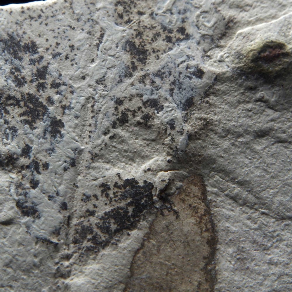 LEAF FOSSIL - Miocene - Erdobenye - HUNGARY AS44