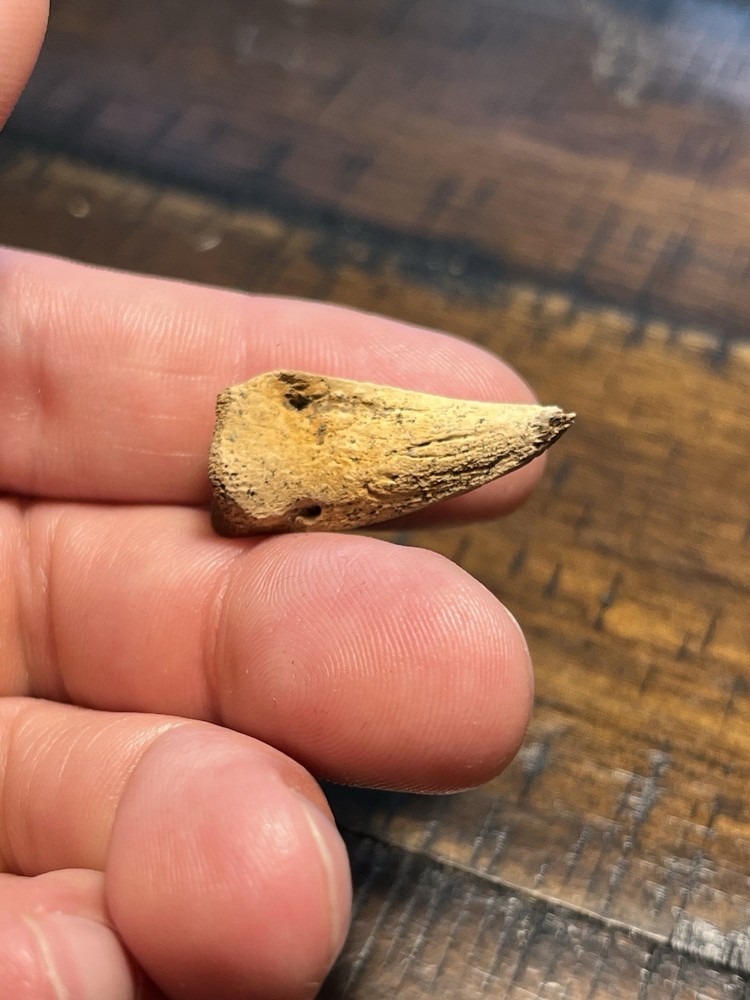 Giant Turtle Claw Dinosaur Age Fossil Hell Creek Form ND