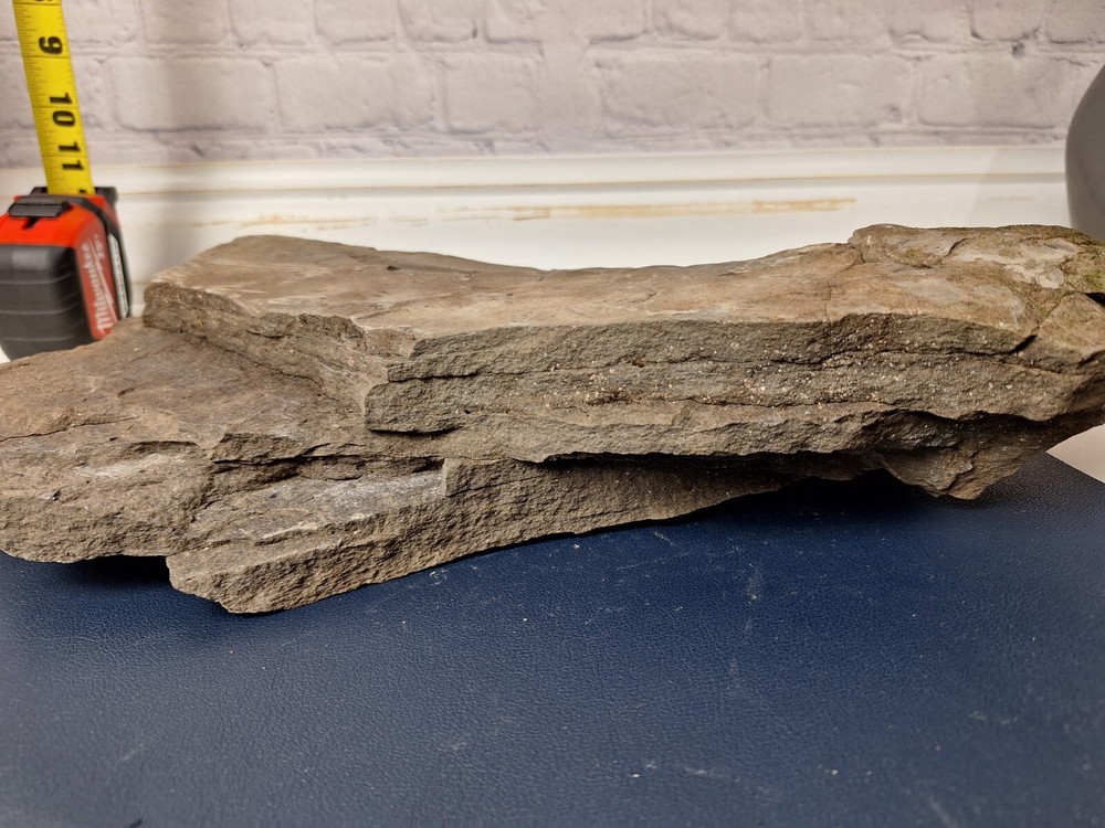 Calamite Stem Lepidodendron Paliozoic Devonian Carboniferous Virginia