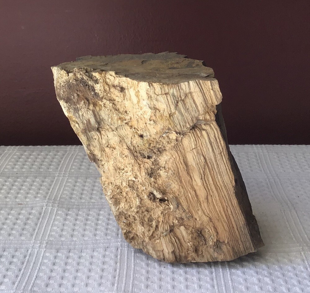 Petrified Wood, about 895 grams