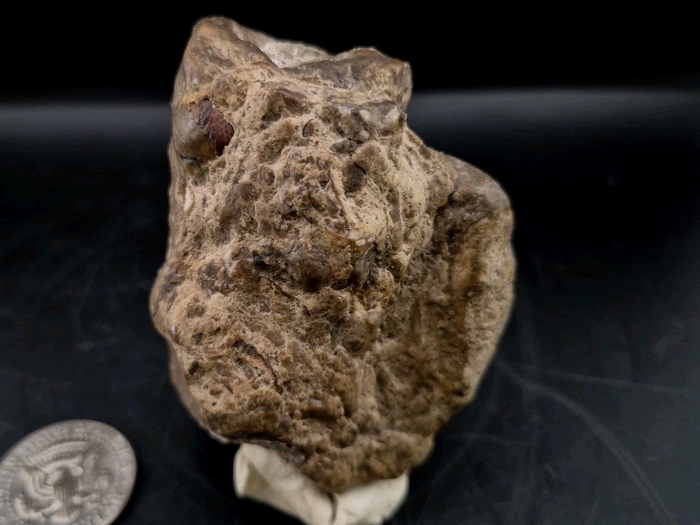 Egg Fossil Reptile 🦎 Permineralized