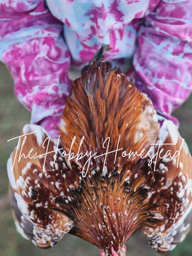 6 Calico Cochin Bantam Hatching Eggs