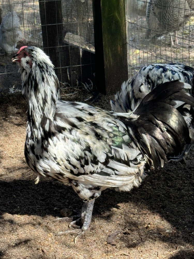 6+ Ermine ameraucana hatching Eggs