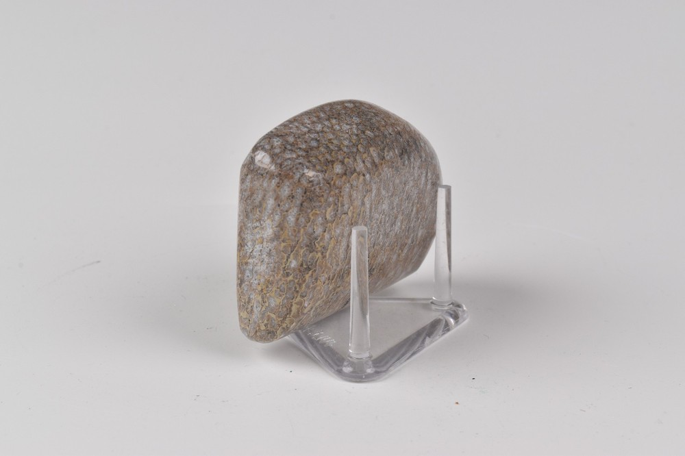 Polished Dinosaur Bone from Morocco 4.7 cm # 21578