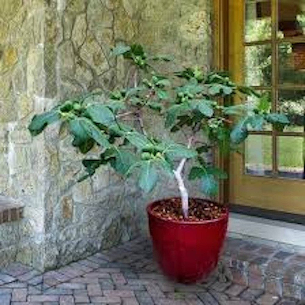 1 Fignomenal Dwarf Fig Tree Starter Plug Fruit Tree Bare Root