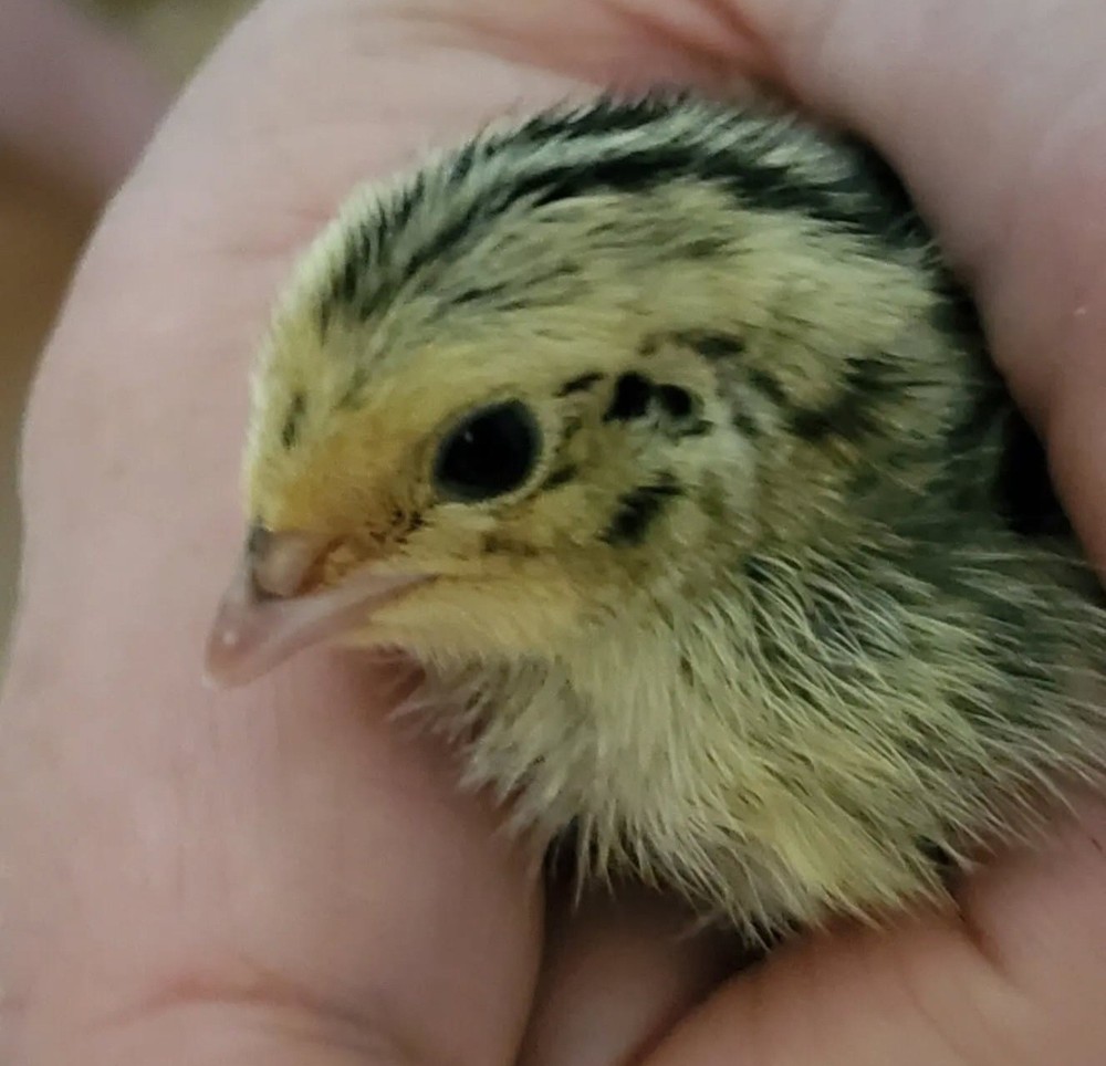 12 guail hatching celadon blue eggs