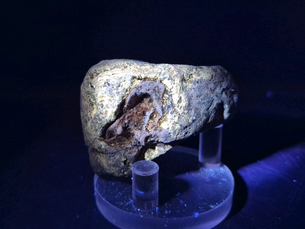 Sauropod Skull Fossil 🦕