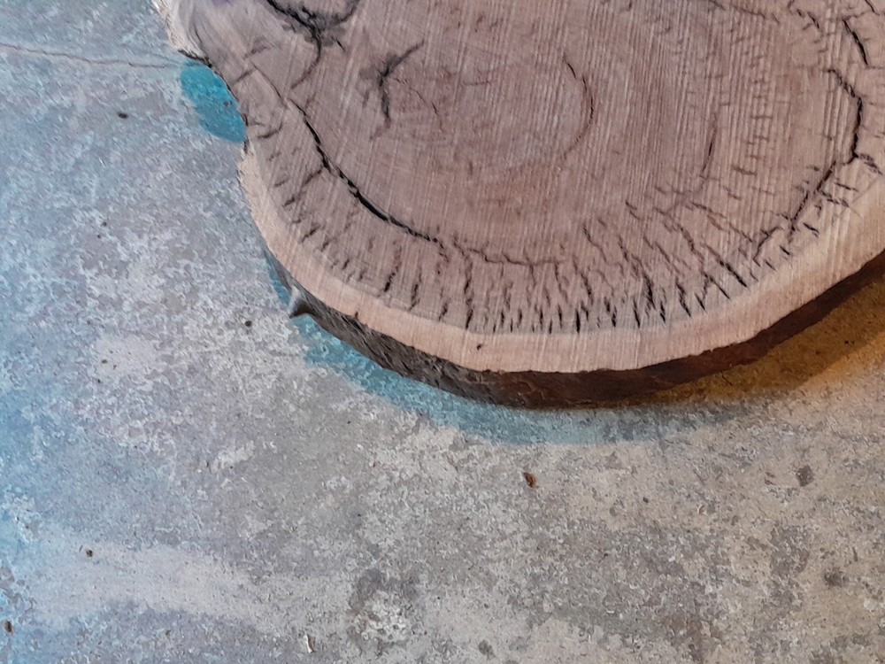 2 Inch Thick Black Walnut Slice