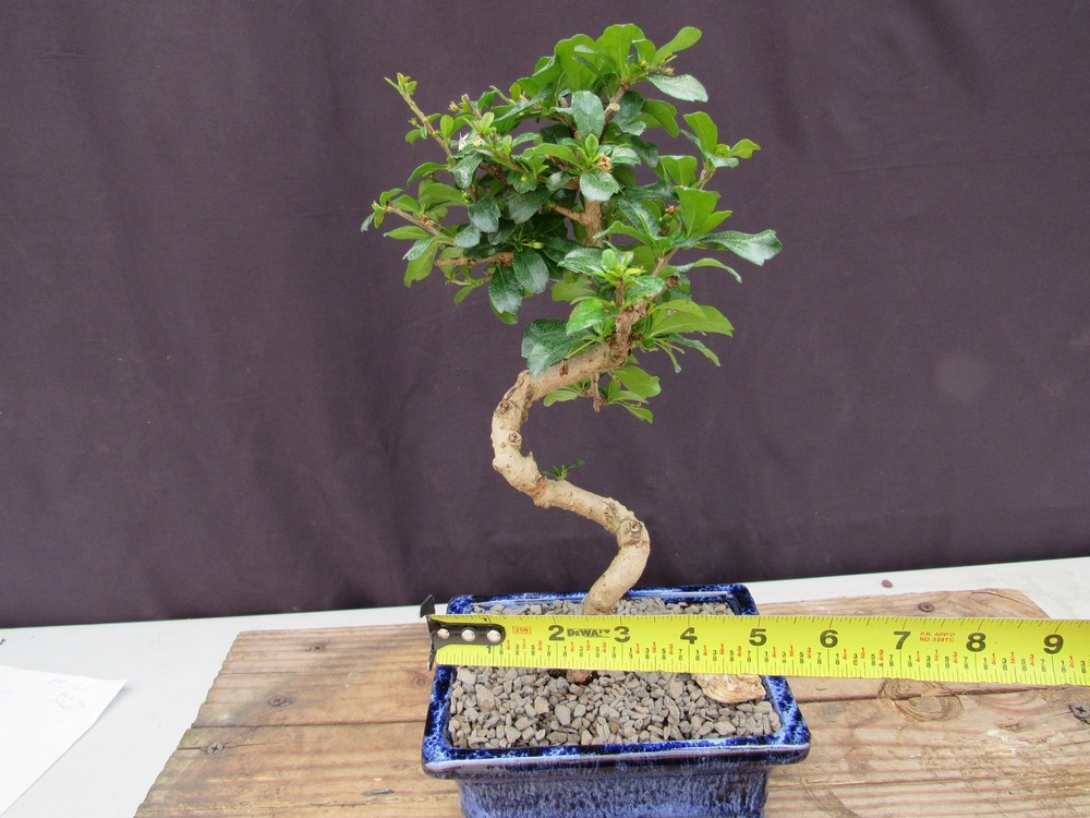 Fukien Tea Bonsai Tree - Small Curved Trunk Style