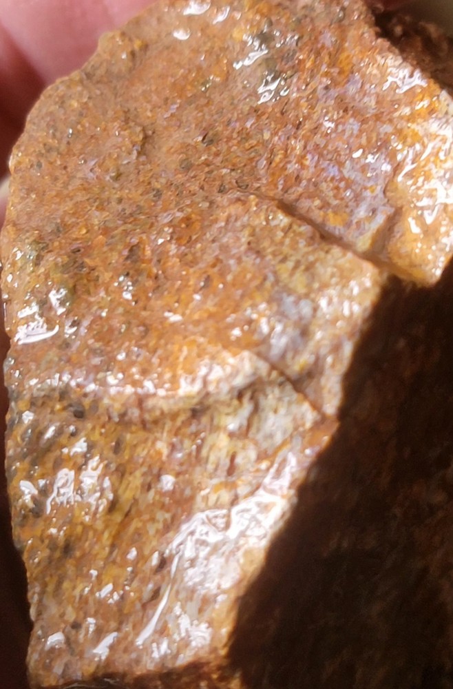 2.78 Lbs Agitized Dino Bone Smalls