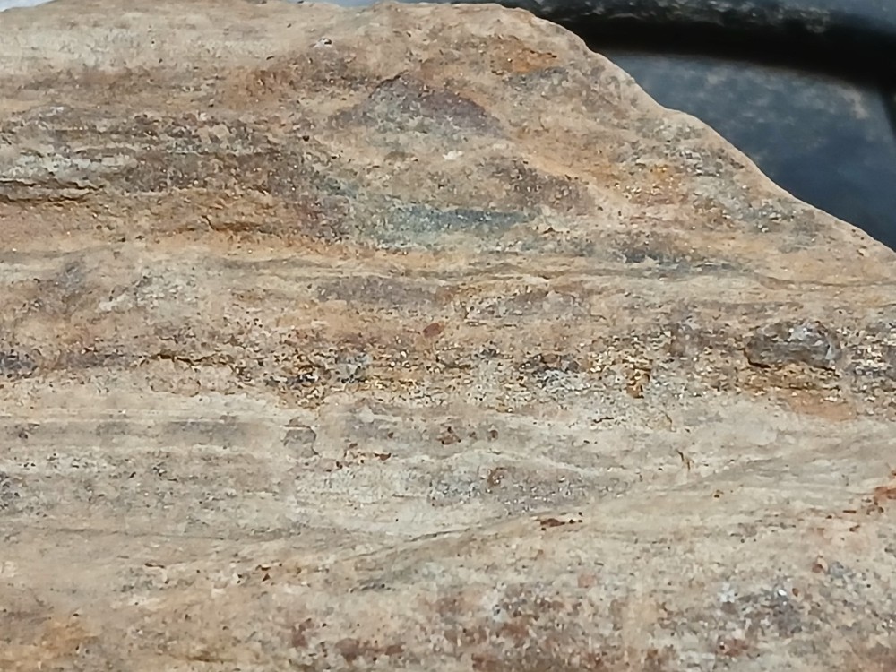 Fossilized, wood that contains gold