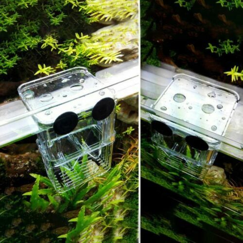 Aquarium Fish Tank Breeding Breeder Rearing Box Hatchery Isolation Case, Medium