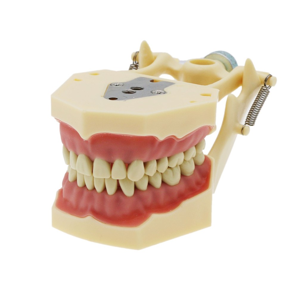 Dental Frasaco AG3 Type Typodont Model 32PC Teeth Restorative Removable Screw-in