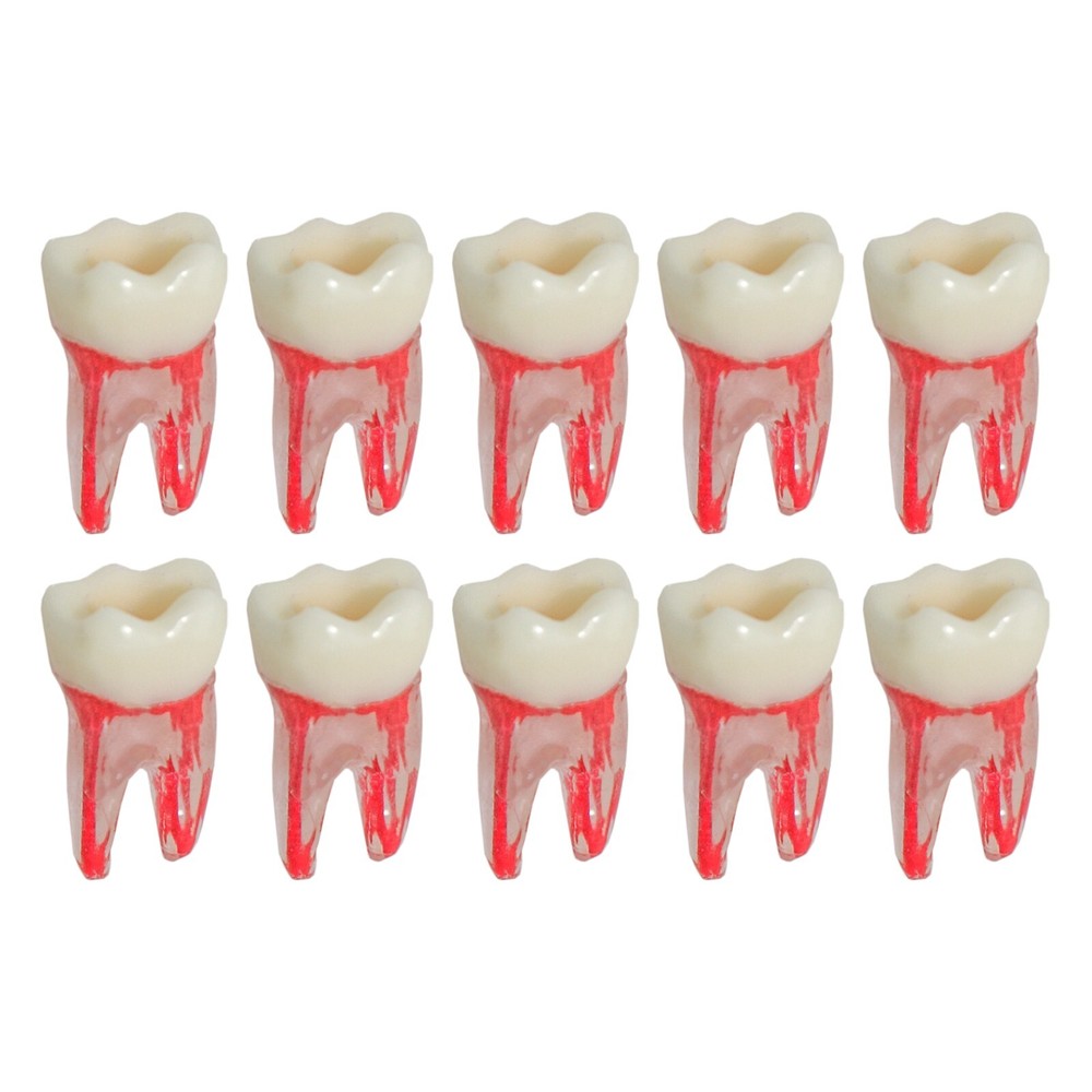 Dental Root Canal Practice Teeth Model for Pulp Study RCT Endo File Teach Study