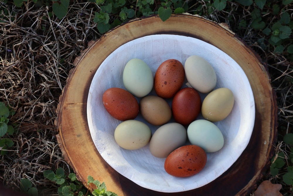 Rainbow Hatching Eggs 12+ Multi-gen Olive & Easter Egger + Black Copper Marans