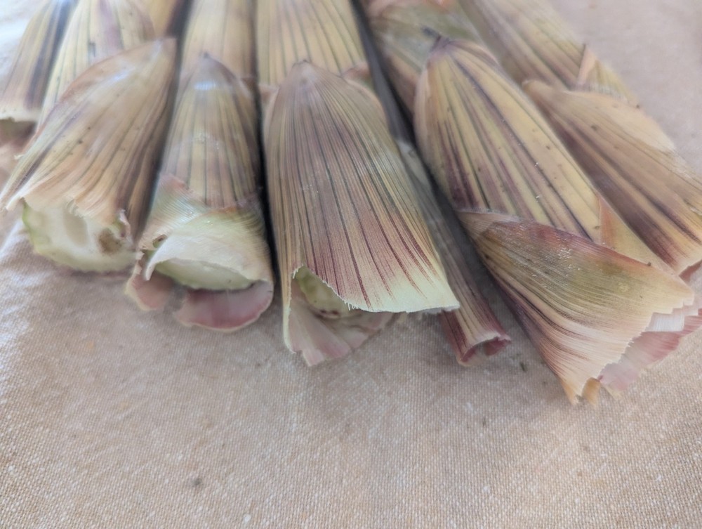Bamboo Shoots