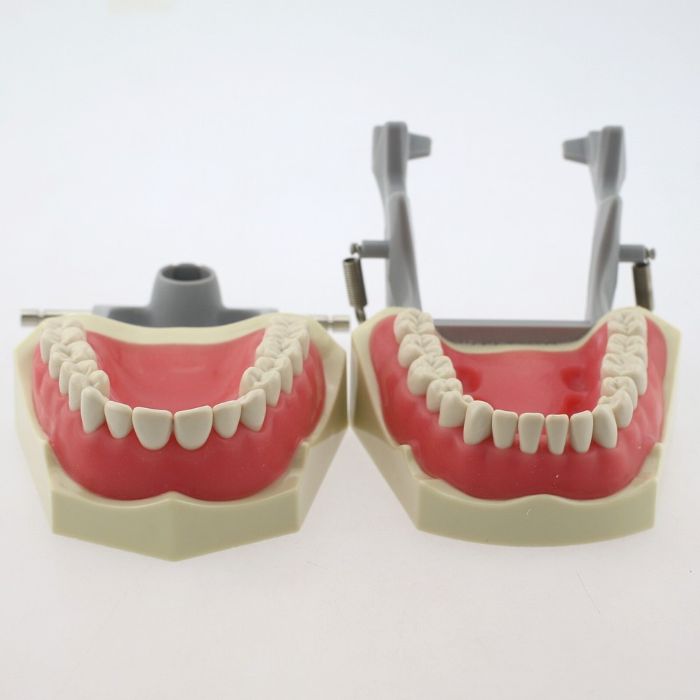 Dental Typodont Teeth Model Columbia 860 32 Removable Teeth Training Dentoform