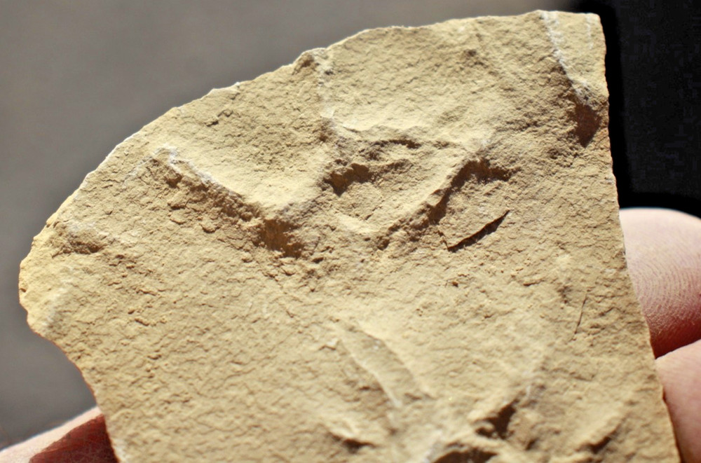 Three Positive Fossil Bird Tracks