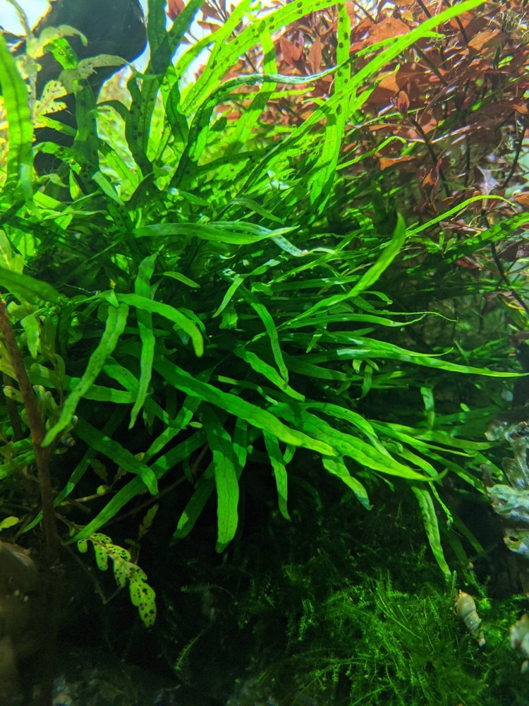 java fern Microsorum pteropus - different cultivars plus free cuttings!