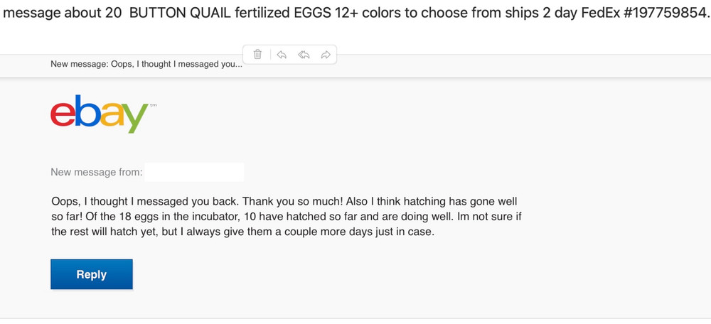 20 BLue Face Only BUTTON QUAIL EGGS These ship USPS PRIORITY READ ALL