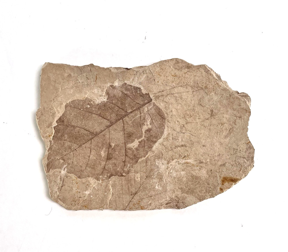 Fossil Leaf Plant: Nature’s Ancient Imprint Preserved