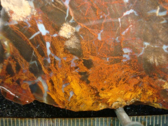 three rivers texas petrified wood slab