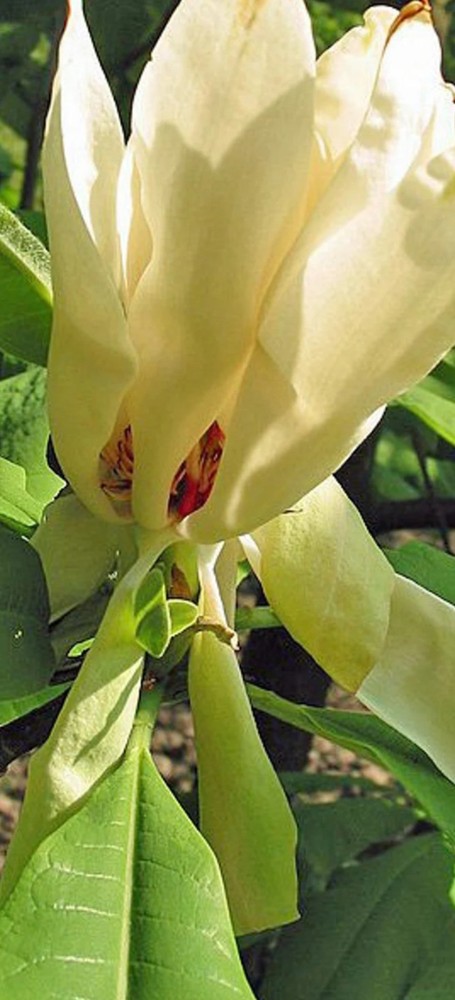 big leaf magnolia tree 12" to 30"