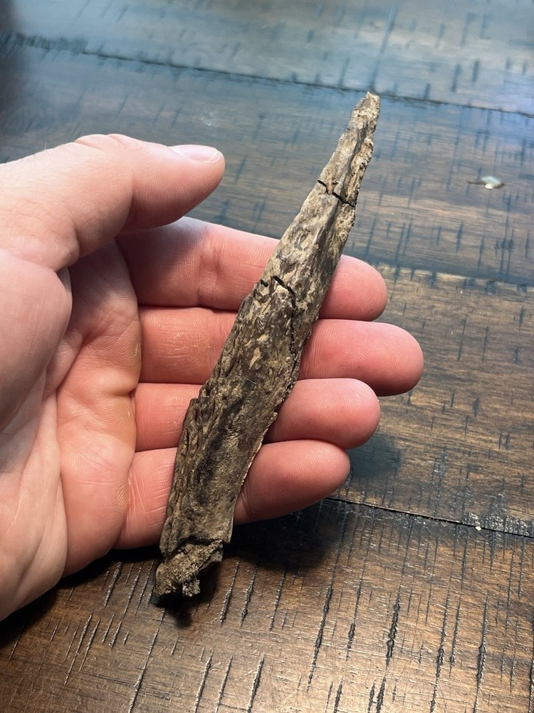 Crocodile Angular Lower Jaw Bone Dinosaur Age Fossil Hell Creek Form SD