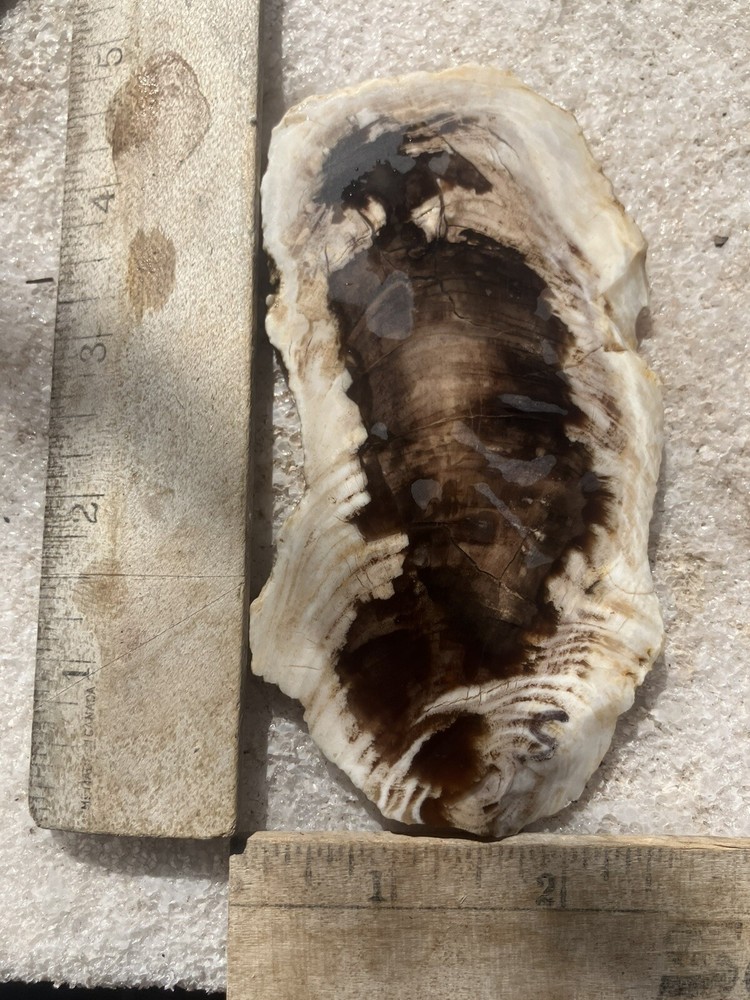 Petrified Wood Slab